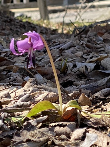 カタクリの花 ほのぼの日記 富山県高岡市の認定こども園 かたかご幼稚園かたかご保育園